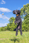 Royal Standard Poodle