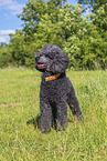 Royal Standard Poodle