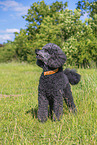 Royal Standard Poodle