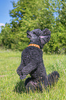 Royal Standard Poodle