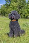 Royal Standard Poodle