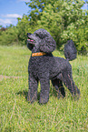 Royal Standard Poodle