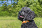 Royal Standard Poodle