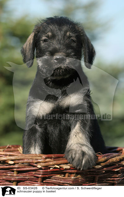 schnauzer puppy in basket / SS-03426