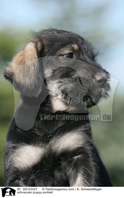 Mittelschnauzer Welpe Portrait / schnauzer puppy portrait / SS-03427