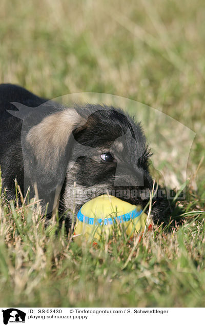 spielender Mittelschnauzer Welpe / playing schnauzer puppy / SS-03430