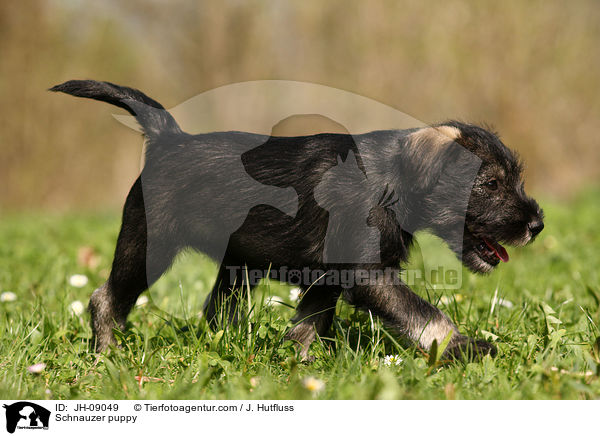 Schnauzer puppy / JH-09049