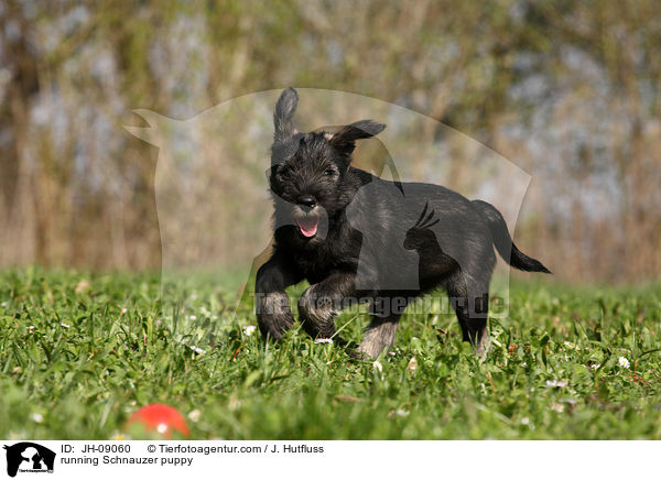 running Schnauzer puppy / JH-09060