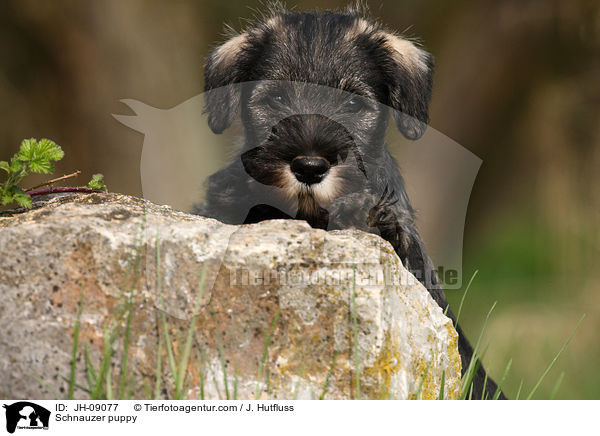 Schnauzer puppy / JH-09077