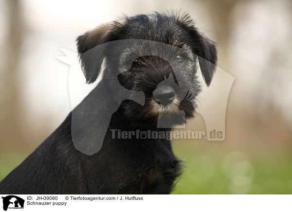 Schnauzer puppy / JH-09080