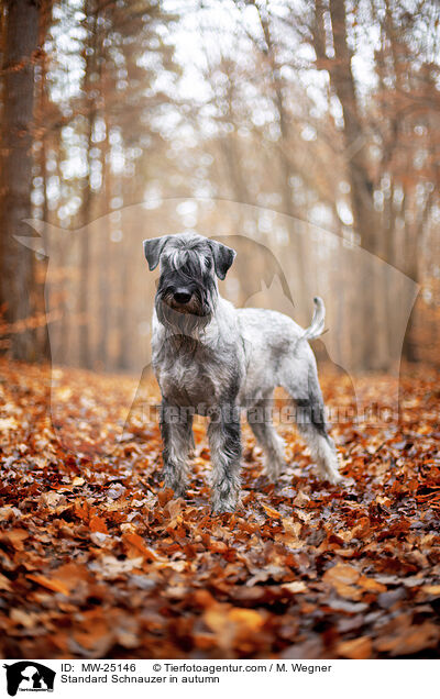 Standard Schnauzer in autumn / MW-25146