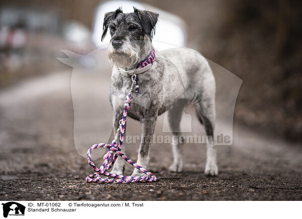 Standard Schnauzer / MT-01062