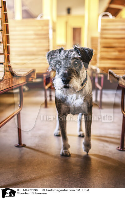 Mittelschnauzer / Standard Schnauzer / MT-02136