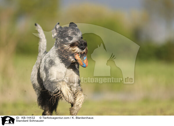 Mittelschnauzer / Standard Schnauzer / KB-14432