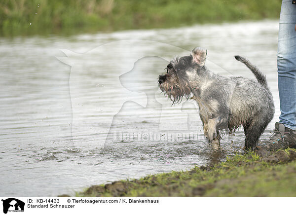 Mittelschnauzer / Standard Schnauzer / KB-14433