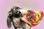 Standard Schnauzer licks lollipop