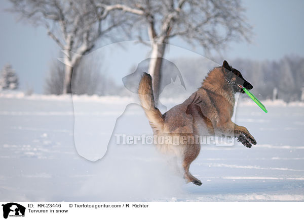 Tervueren im Schnee / Tervuren in snow / RR-23446