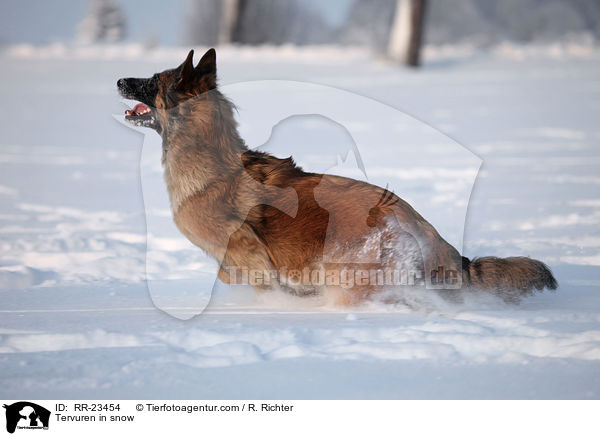 Tervueren im Schnee / Tervuren in snow / RR-23454