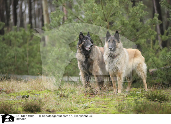 Tervueren / tervuren / KB-14004