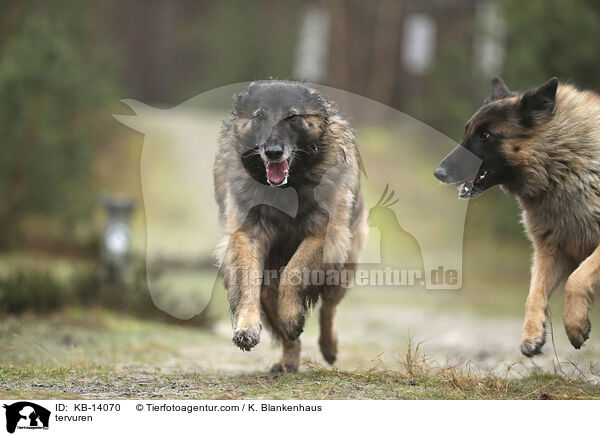 Tervueren / tervuren / KB-14070