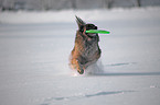 Tervuren in snow