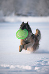 Tervuren in snow