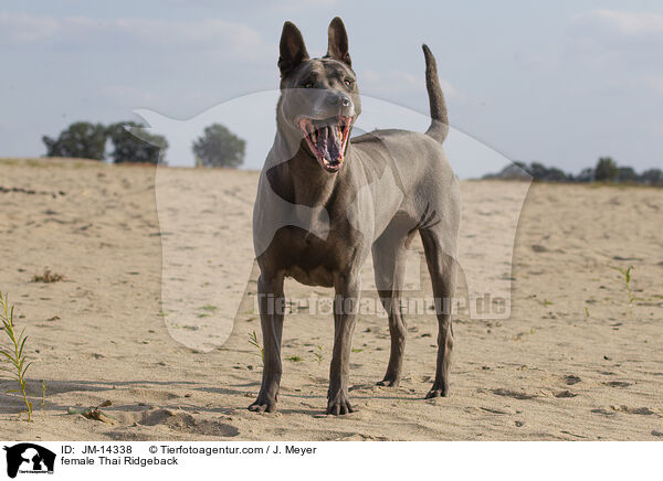 Thai Ridgeback Hndin / female Thai Ridgeback / JM-14338