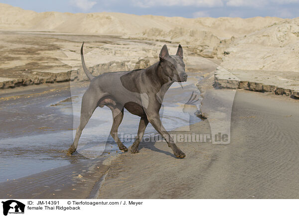 Thai Ridgeback Hndin / female Thai Ridgeback / JM-14391