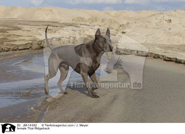 Thai Ridgeback Hndin / female Thai Ridgeback / JM-14392