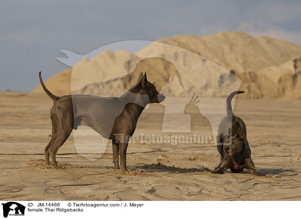 Thai Ridgeback Hndinnen / female Thai Ridgebacks / JM-14466