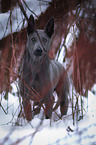 standing Thai Ridgeback