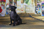 Thai Ridgeback Puppy