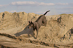 female Thai Ridgeback