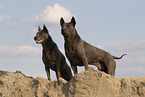 female Thai Ridgebacks