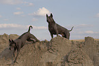 female Thai Ridgebacks