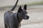 female Thai Ridgeback