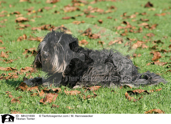 Tibet-Terrier / Tibetan Terrier / MH-01699