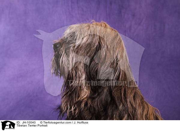 Tibetan Terrier Portrait / JH-10040