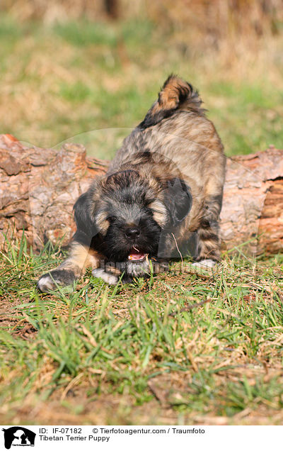 Tibet-Terrier Welpe / Tibetan Terrier Puppy / IF-07182