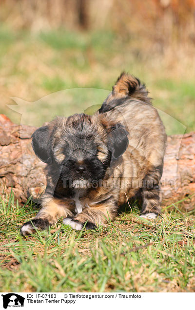 Tibet-Terrier Welpe / Tibetan Terrier Puppy / IF-07183