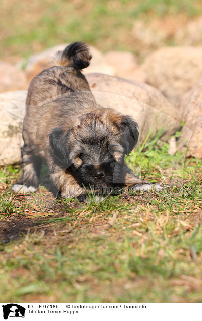 Tibet-Terrier Welpe / Tibetan Terrier Puppy / IF-07186