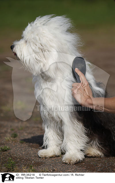 sitting Tibetan Terrier / RR-36218