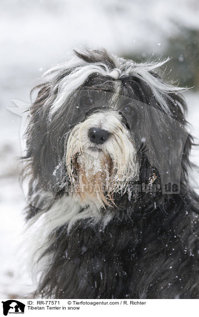 Tibetan Terrier in snow / RR-77571