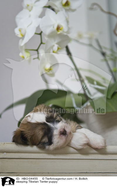 schlafender Tibet Terrier Welpe / sleeping Tibetan Terrier puppy / HBO-04455