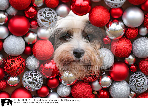 Tibet-Terrier mit Weihnachtsdeko / Tibetan Terrier with christmas decoration / KB-06937