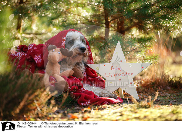 Tibet-Terrier mit Weihnachtsdeko / Tibetan Terrier with christmas decoration / KB-06944