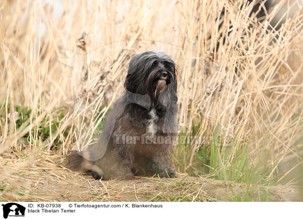 black Tibetan Terrier / KB-07938