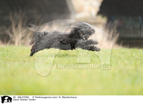 black Tibetan Terrier / KB-07959