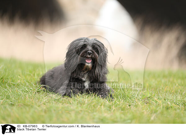 black Tibetan Terrier / KB-07963