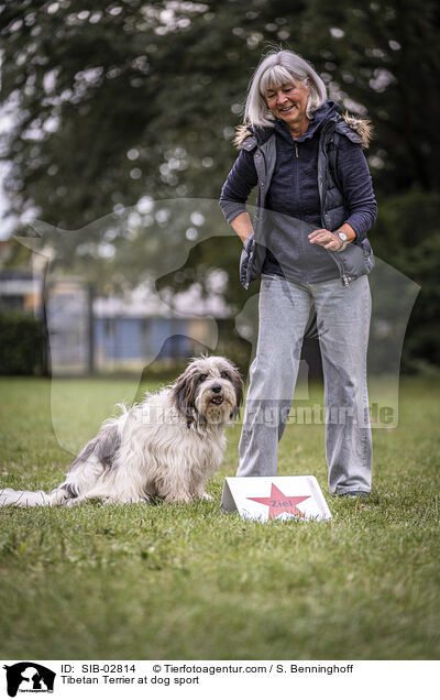 Tibetan Terrier at dog sport / SIB-02814